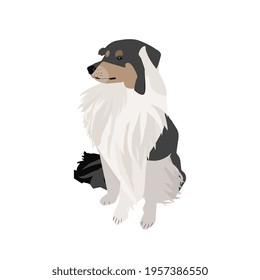 Vector flat illustration border collie