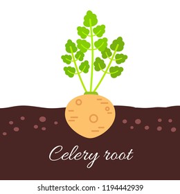 Vector flat illustration of celery root growing below ground level on white background 