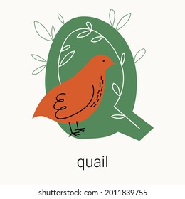Vector flat illustration for children's alphabet. The letter Q and quail in the background.