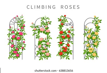 Vector Flat Illustration Climbing Roses On Stock Vector (Royalty Free ...