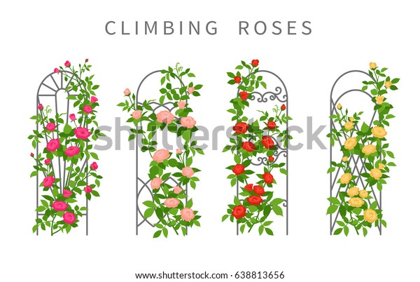 Vector\
flat illustration of climbing roses on garden trellis. Colored\
icons of vertical gardening isolated on\
white.