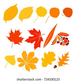 Vector flat illustration of colorful leaves berries and acorn. Elements for autumn design.