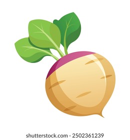 Vector flat illustration Colorful rutabaga or swede. Vector illustration in cartoon style.