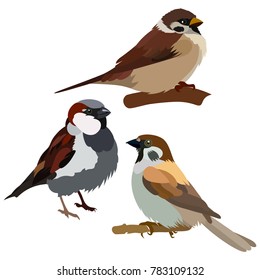 Vector flat illustration of colorful sparrows on white background. Elements for design. Little birds. Cartoon. Spring design.
