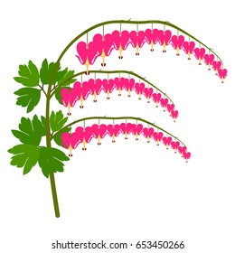 Vector flat illustration of dicentra flower. Element for design.