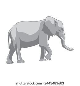 vector flat illustration of elephant animal