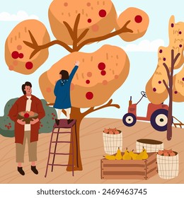 Vector flat illustration of fall harvest, characters of people picking organic fruits and vegetables in an orchard.