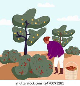 Vektorgrafik flache Darstellung der Herbsternte, Charaktere von Menschen, die Bio-Obst und -Gemüse in einem Obstgarten pflücken.