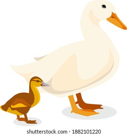 Vector flat illustration featuring a duck and a duckling. White duck and red duck.
