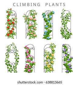 Vector Flat Illustration Of Garden Trellis With Climbing Plants. Colored Icons Of Vertical Gardening Isolated On White.