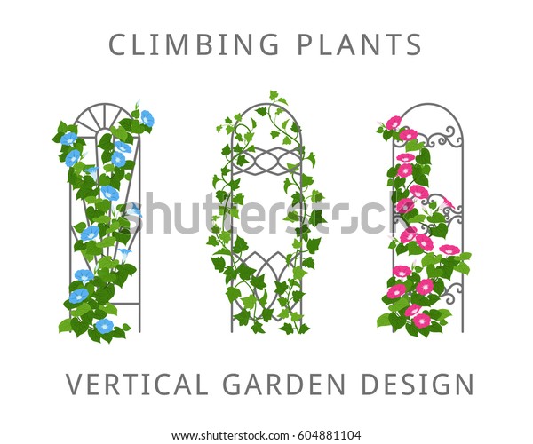 つる植物のある庭の棚のベクター平面イラスト 白い背景に縦型ガーデニングの色付きアイコン のベクター画像素材 ロイヤリティフリー