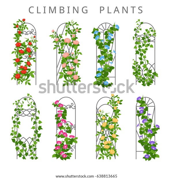 つる植物のある庭の棚のベクター平面イラスト 白い背景に縦型ガーデニングの色付きアイコン のベクター画像素材 ロイヤリティフリー 638813665