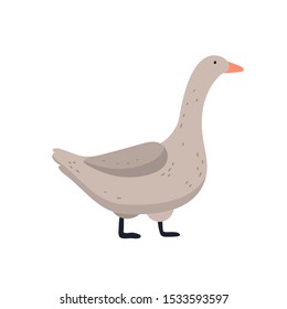 Vector flat illustration of a goose on a white background. Poultry Poultry farm. Household.