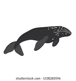 Vector flat illustration of a gray whale on a white background. A simple illustration of a whale. Undersea world. Marine life.