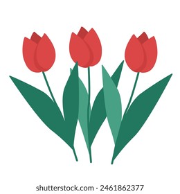 Vector flat illustration group of bright red tulips on a white background.