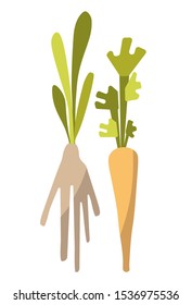 Vector flat illustration horseradish and carrots. Root vegetables with leaves on a white background. Design for print, poster, flyer, brochures.