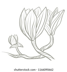 Vector flat illustration of lilies. Doodles. Sketch. Isolated on white background.