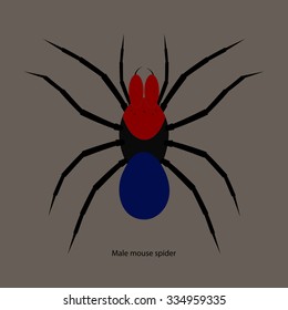 Vector flat  illustration of male mouse spider
