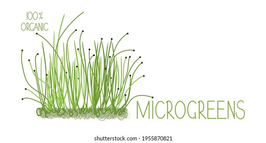 Vector flat illustration of onion sprouts. Germination of healthy green plants for vegan nutrition.