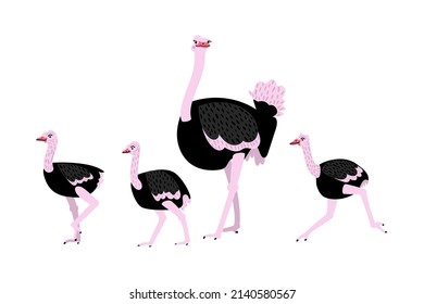 Vector flat illustration with ostriches on a white background. Mother's Day greeting card