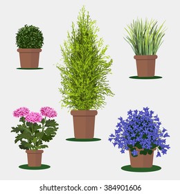 Vector flat illustration of plants in pots.