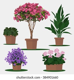 Vector flat illustration of plants in pots.