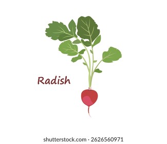 Image vectorielle illustration à plat de radis avec feuilles vertes isolées sur fond blanc. Lettering radish.