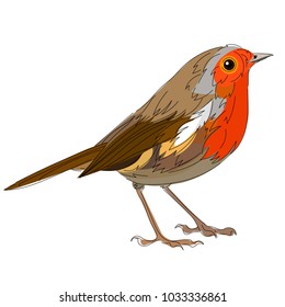 Vector flat illustration of robin on white background. Element for design.