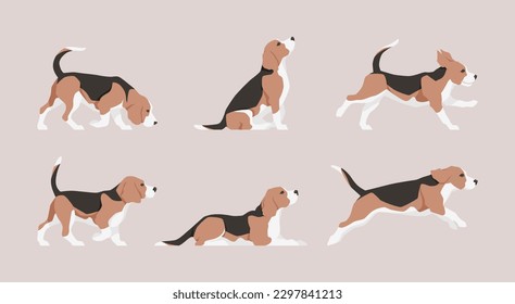 Vector flat illustration set of a Beagle dog, different poses and actions