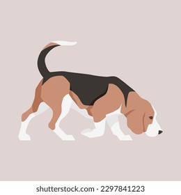 Vector flat illustration of a sniffing Beagle dog