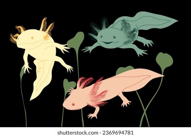 Vector flat illustration with three axalotls. Pink, yellow and gray axalotls and algae on a black background.