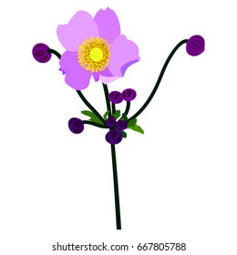 Vector flat illustration of violet anemone flower on white background. Element for design.
