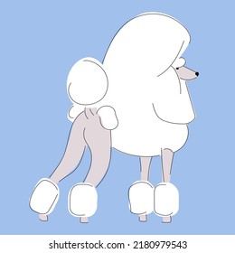 Vector flat illustration of a white royal poodle dog with haircut