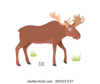 Vector flat illustration of wild forest animal, elk. Illustration isolated on white background.