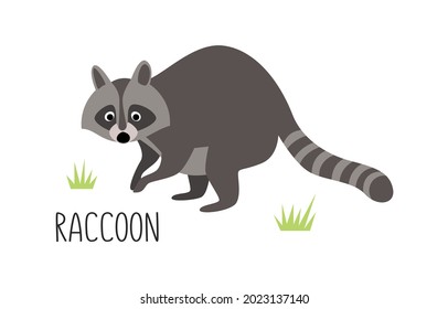 Vector flat illustration of wild forest animal, raccoon. Illustration isolated on white background.