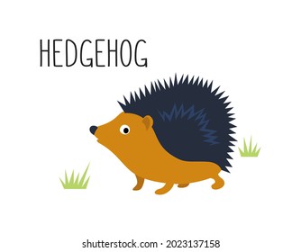 Vector flat illustration of wild forest animal, hedgehog. Illustration isolated on white background.