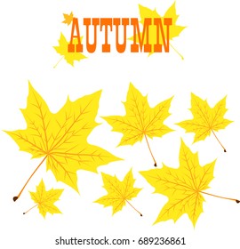 Vector flat illustration of yellow maple leaves on white background. Element for design. Autumn lettering. 