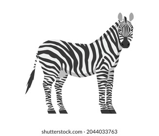 Vector flat illustration of zebra side view isolated on white background. Wild African animal. Illustration for poster about wildlife.