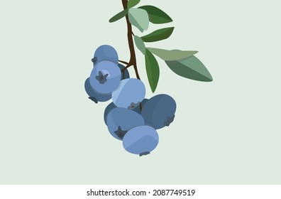 Vector flat image of berries. Twig with green leaves and blueberries. Flora image. Design for cards, posters, backgrounds, templates, textiles.