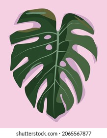 Vector flat image on a pink background of a green monstera leaf. Plant leaf. Flora in bright colors. Design for cards, posters, backgrounds, templates, textiles, t-shirts, avatars.