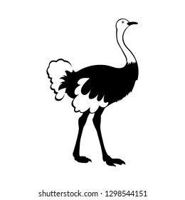 Vector, flat image of ostrich isolated on white background
