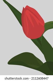 Vector flat image of a scarlet tulip with green leaves. Image of flora in bright colors on a light gray background. Design for postcards, posters, backgrounds, templates, textiles.