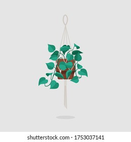 Vector flat Indoor hanging macmrame plant illustration. Colorful Indoor plant pothos in pot for your design.