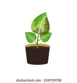 Vector flat Indoor plant pot illustration. Colorful Indoor plant in pot for your design.