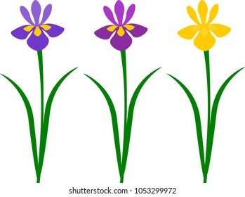 Vector flat irises set