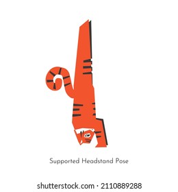 Vector flat isolated concept with animal character doing yoga. Asian tiger learns relaxing and balance  pose - Supported Headstand Pose. Basic sports exercise for beginners