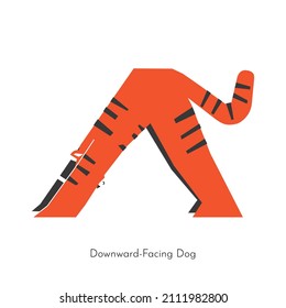 Vector flat isolated illustration with animal character doing yoga. Asian tiger learns relaxing forward bend exercise - Downward-Facing Dog. Basic sports balancing posture for beginners