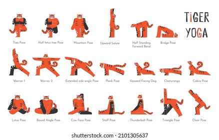 Colección de ilustraciones aisladas de vectores con personaje animal haciendo yoga. El tigre asiático aprende a relajar y estirar posturas. Conjunto de ejercicios de equilibrio deportivo básico para principiantes. 