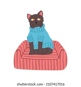 Vector flat isolated illustration with a dog in clothes sweater, sitting on a small pet bed. The concept of home accessories for pets.