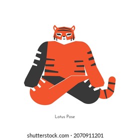 Vector flat isolated illustration with flexible animal character. Chinese tiger learns meditation posture and does Lotus pose at yoga class. Basic exercise for beginners. Symbol of New Year 2022